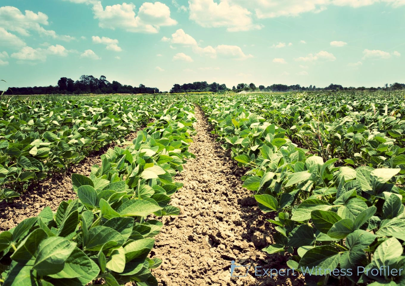Court admits the testimony of Agriculture Expert Witness after establishing it is not conduit testimony from an expert on a matter outside his field of expertise